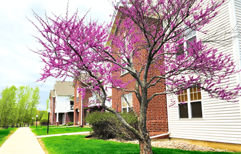 a tree with pink flowers in front of a white house