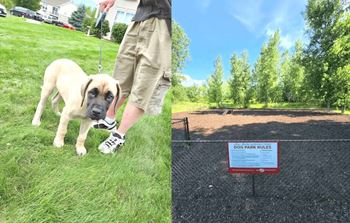 A dog is standing in a grassy area next to a sign that says Dog Rules.