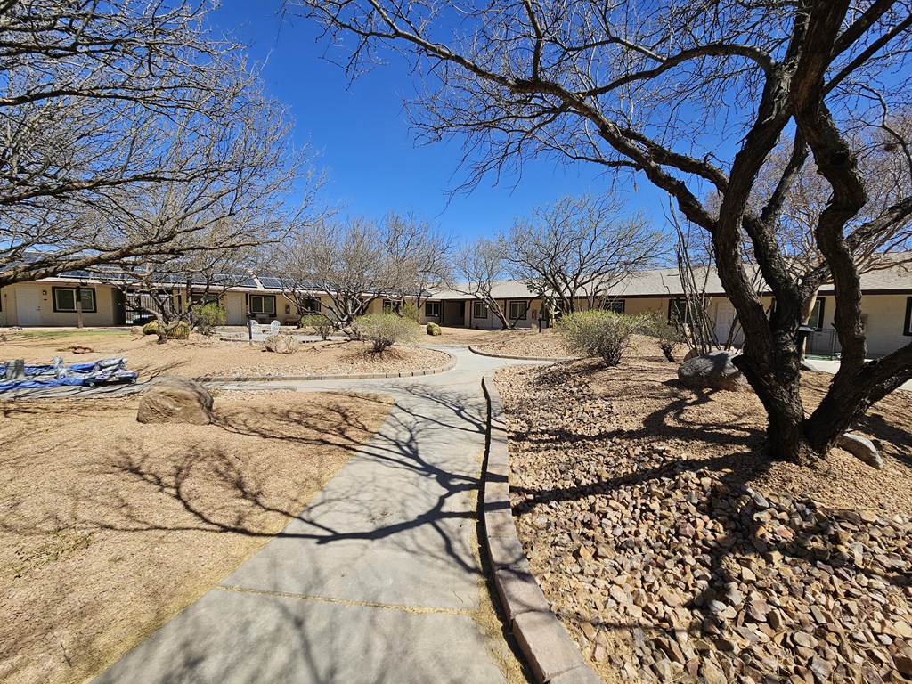 A tree with a thick trunk stands in a yard with a rocky ground.