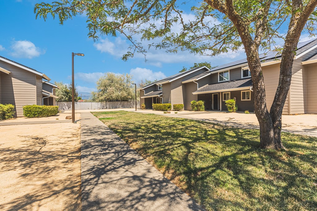 a tree and a sidewalk in front of some houses