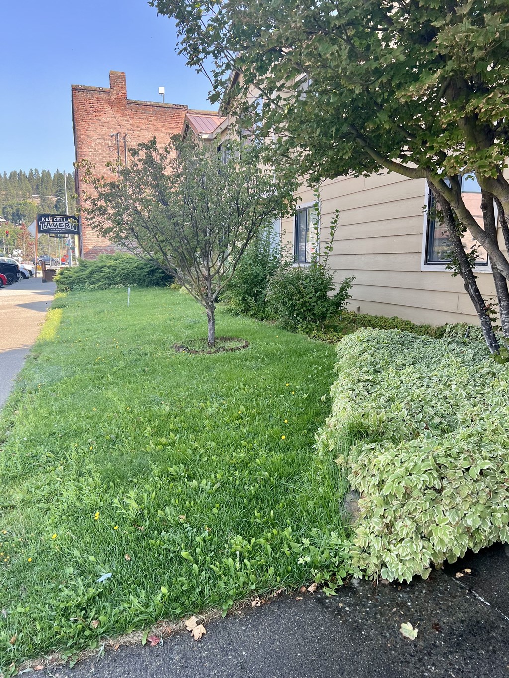 a lawn with a tree in front of a building