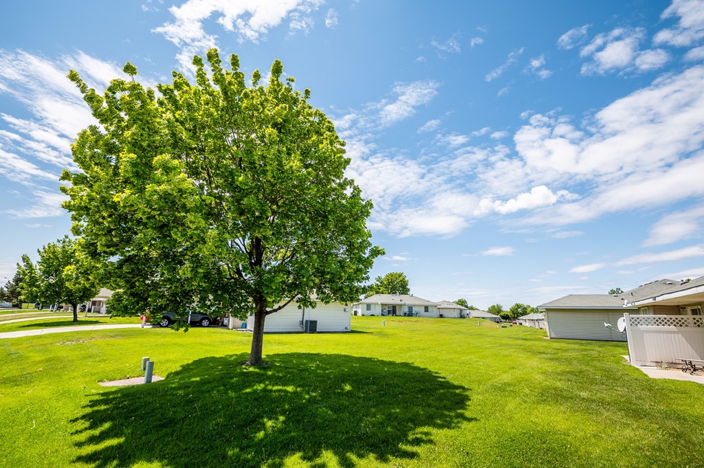 a tree in the middle of a grass field