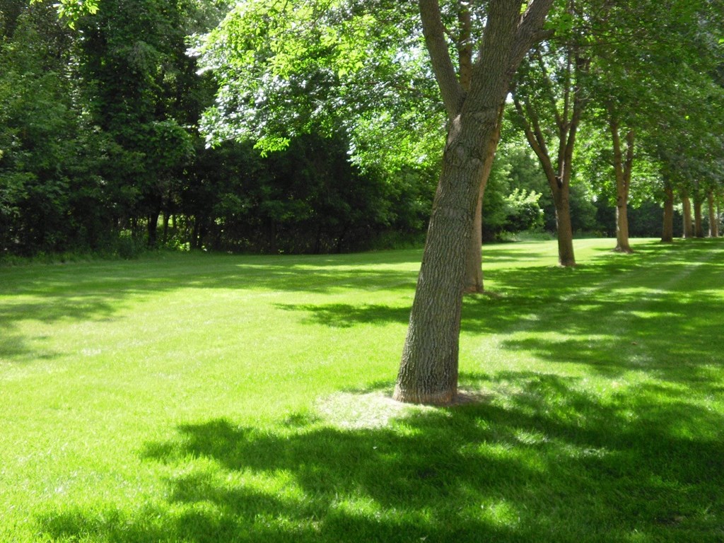 a tree in a park with grass and trees