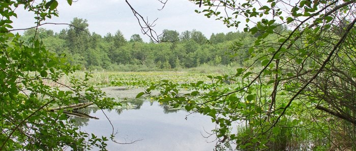 a view of a lake with trees in the background