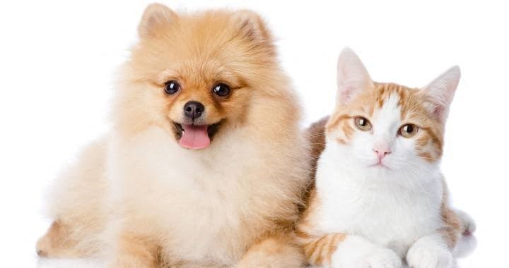 a dog and a cat laying next to each other