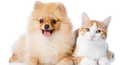 a dog and a cat laying next to each other