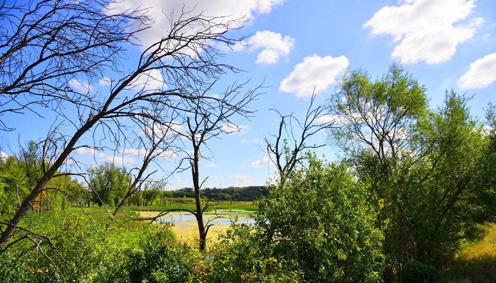 a view of a field with trees and a lake