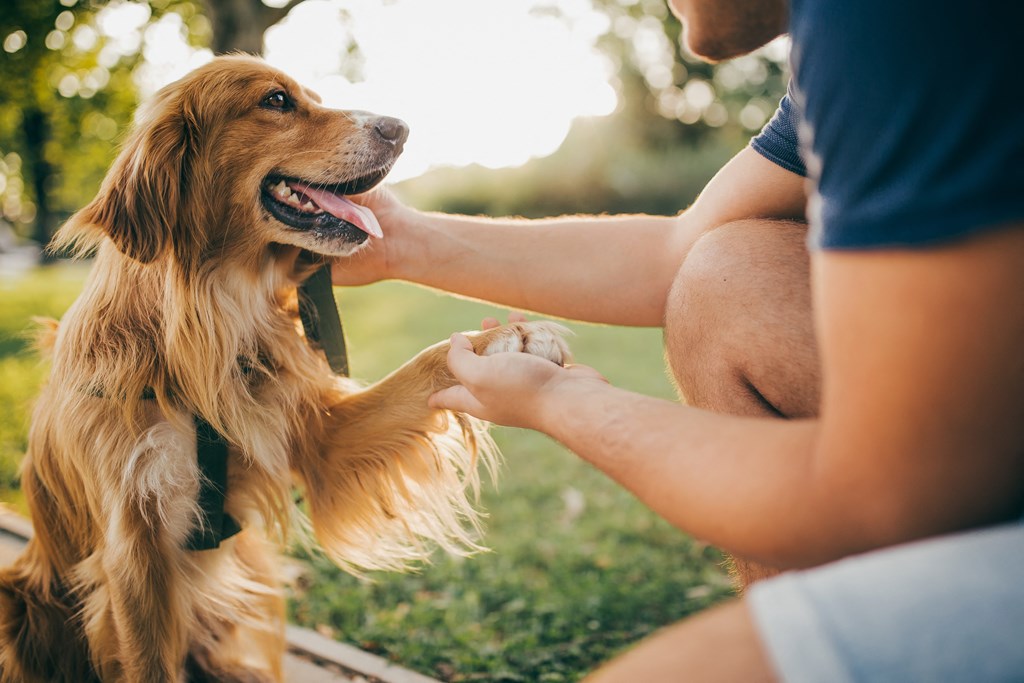 a person petting a dogs paw while sitting on a bench