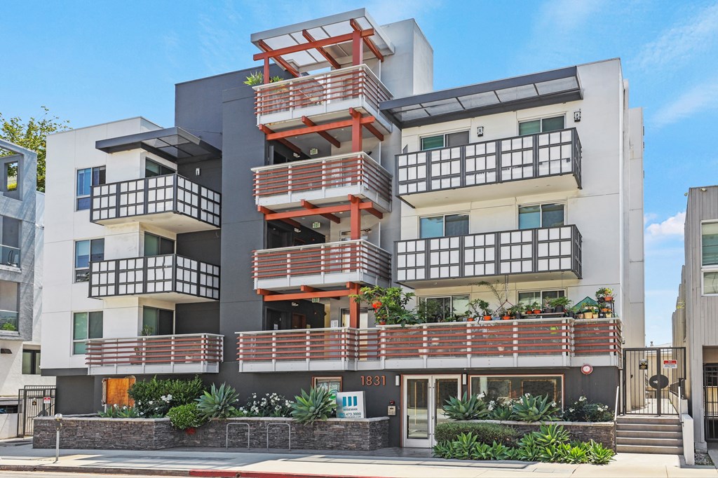 Sawtelle Pearl by Wiseman