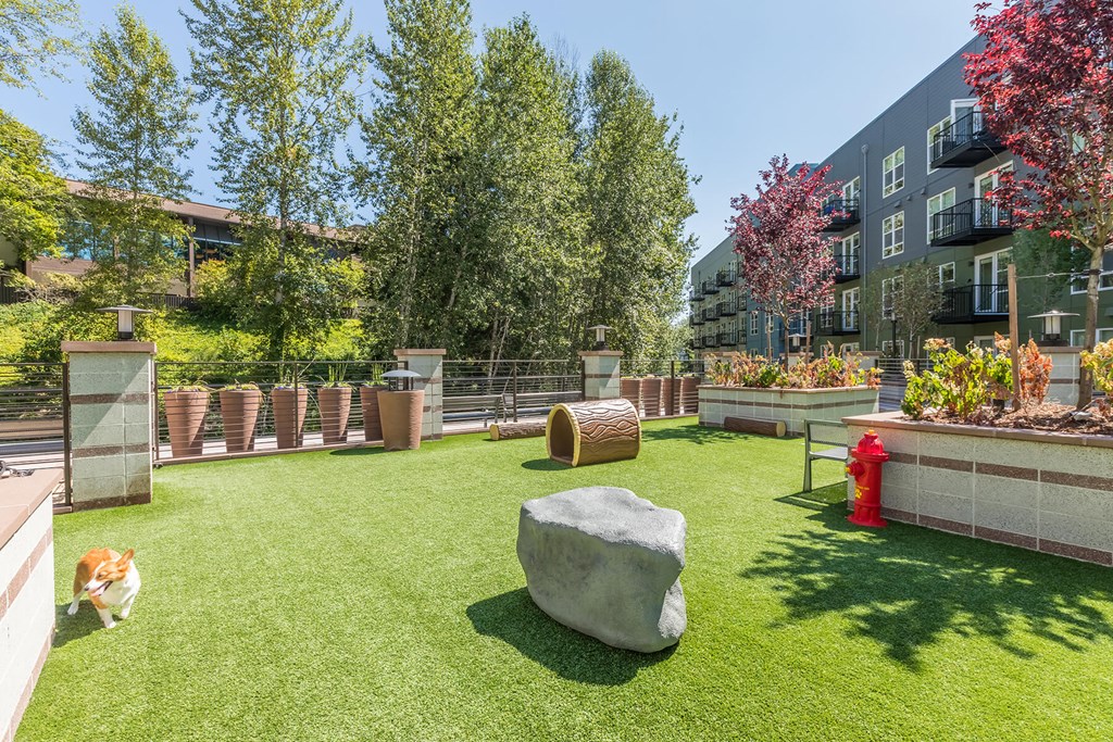 Courtyard Dog Park at Aspect at Totem Lake Apartments in Kirkland WA