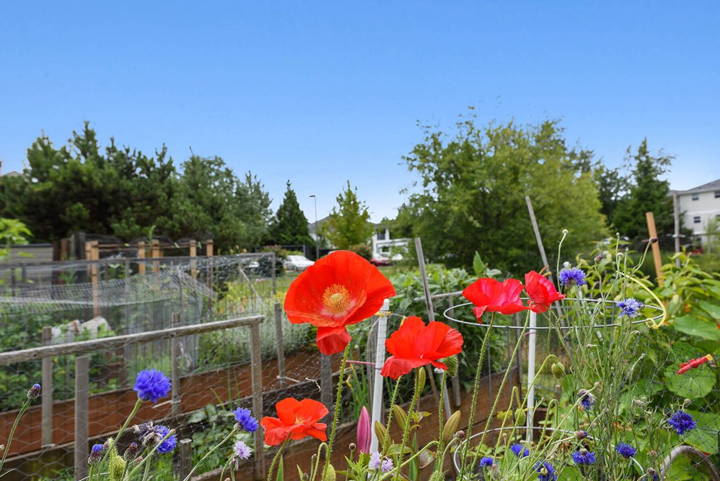 Community garden flowers at Woodrose Apartments in Bellingham WA