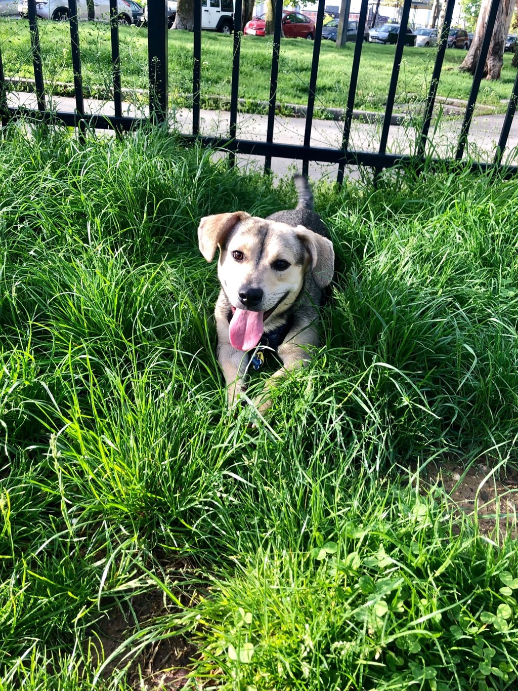 Dog at Infinity Edgewater, Edgewater, 07020