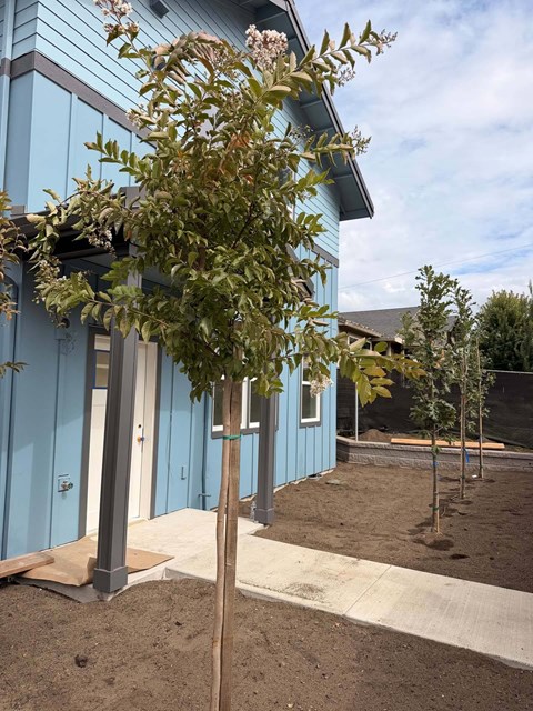 A tree with green leaves stands in front of a blue building.