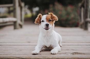 SWEETWATER VISTA DOG - Photo Gallery 5