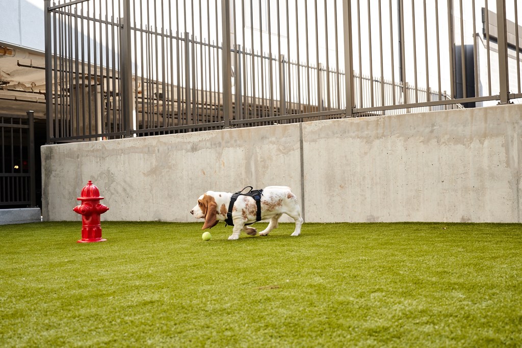 a dog walking on the grass next to a red fire hydrant
