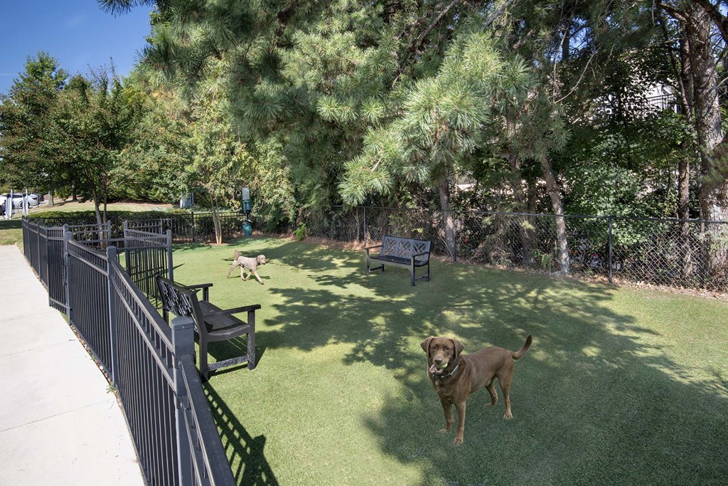 A dog is standing on a green lawn.