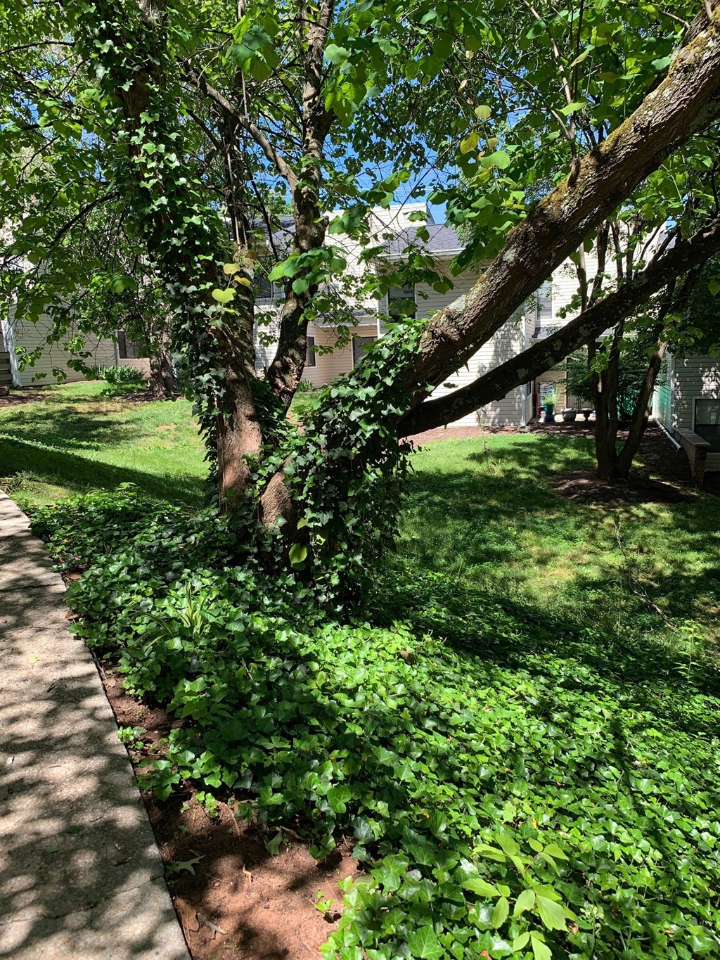 mountain view walking trail