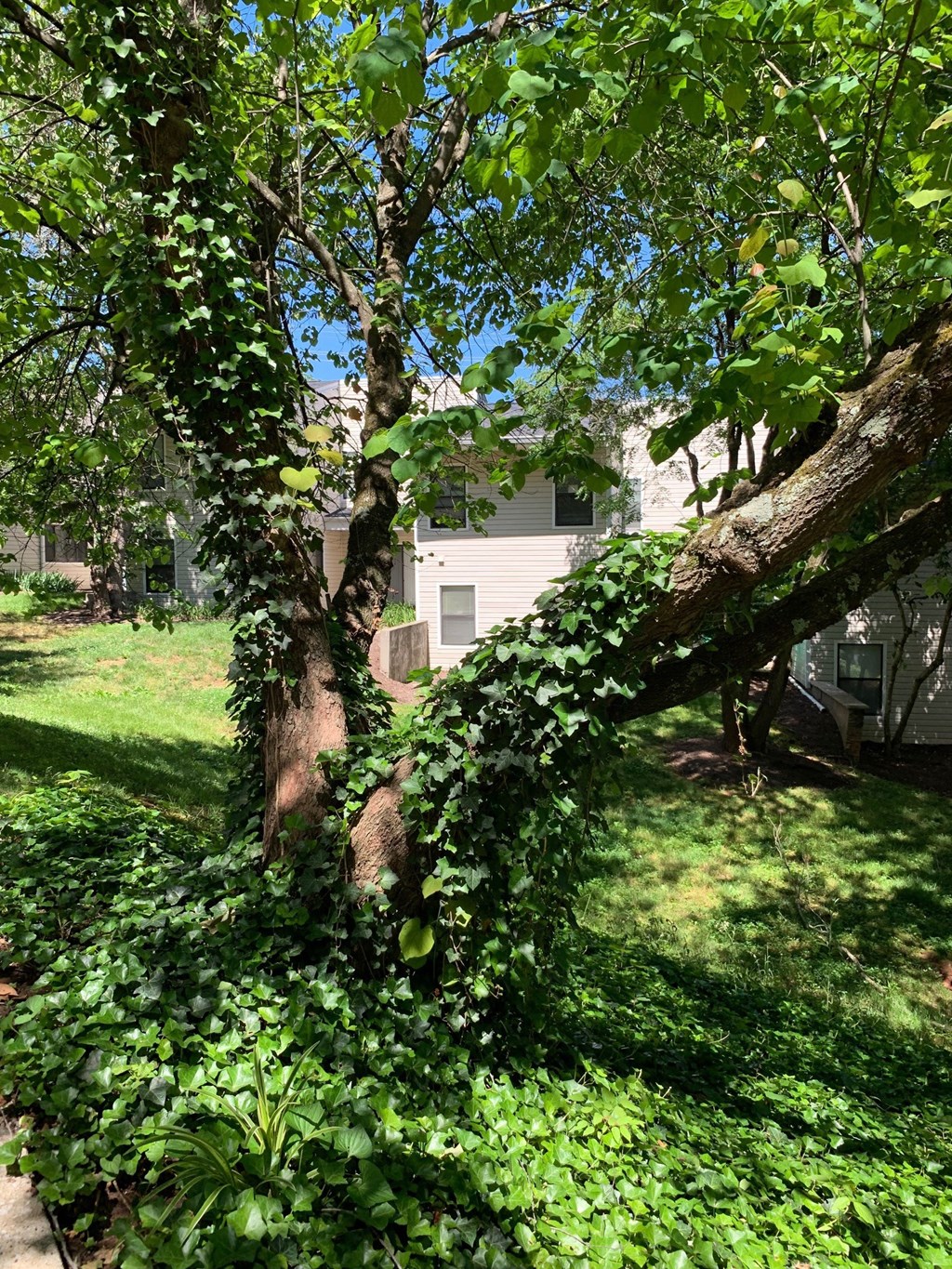 mountain view walking trail