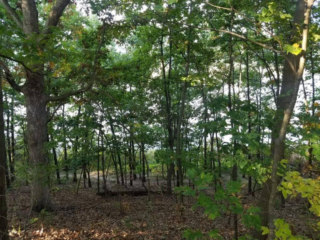 Into the woods at Winchell Way Apartment , Kalamazoo, Michigan