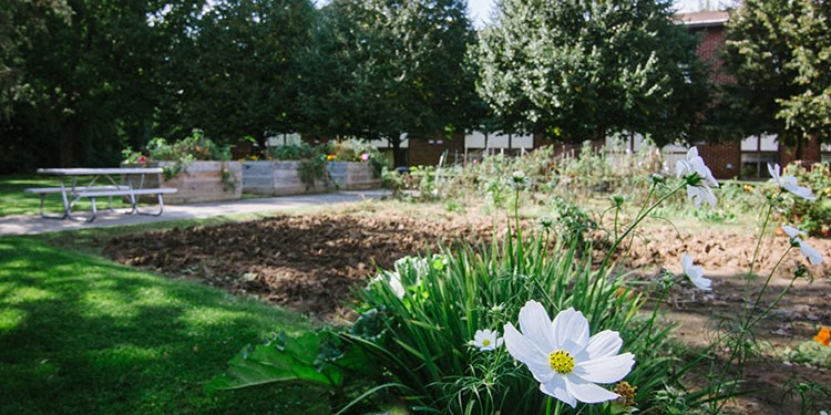 Country Park resident gardens in the summer