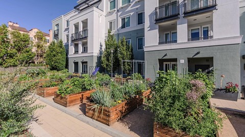 The Lark San Mateo Community Garden