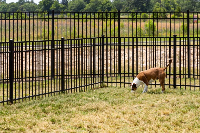 a dog is grazing in the grass in front of a fence
