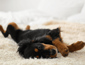 A black and tan dog is lying on its back on a white carpet.