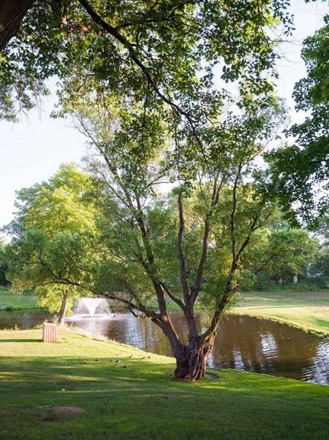 A tree stands in front of a pond in a grassy area.