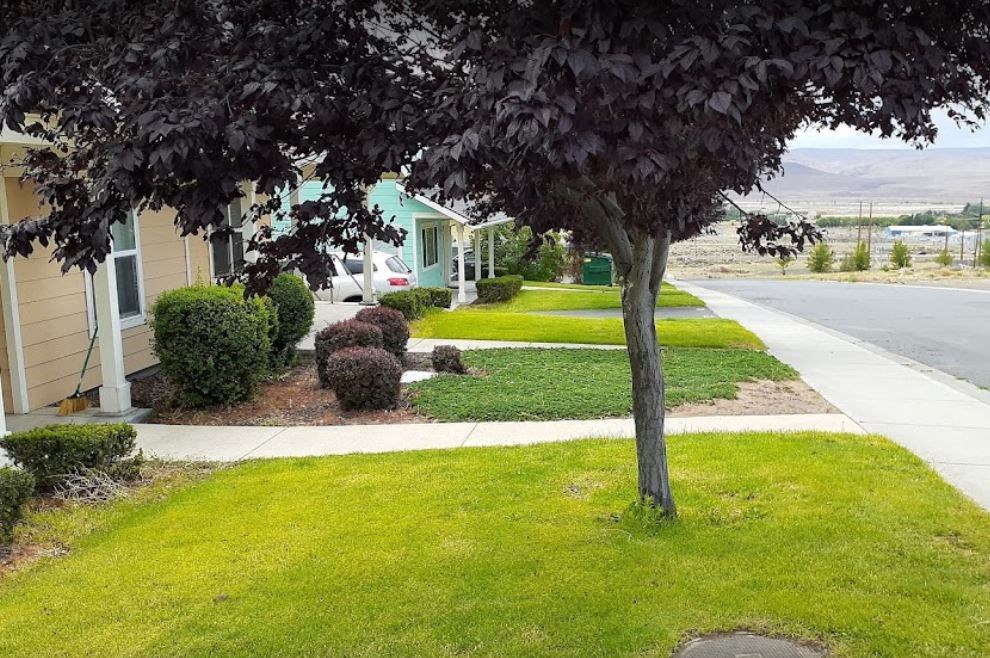 a tree in the front yard of a house