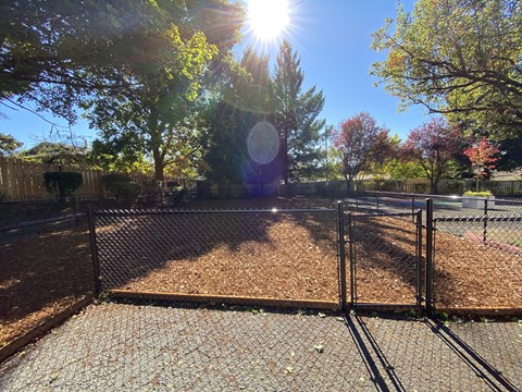 A sunny day in a backyard with a fence and trees.