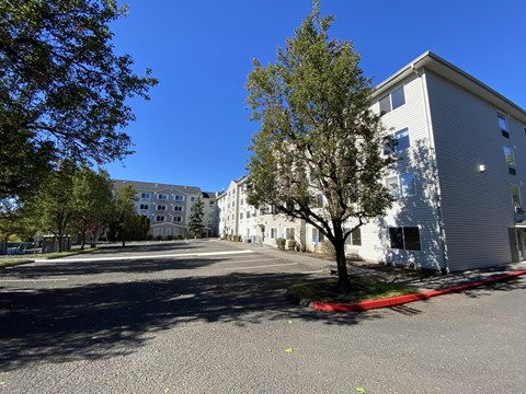A tree in front of a white building on a sunny day.