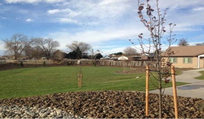 a backyard with a tree and a sidewalk