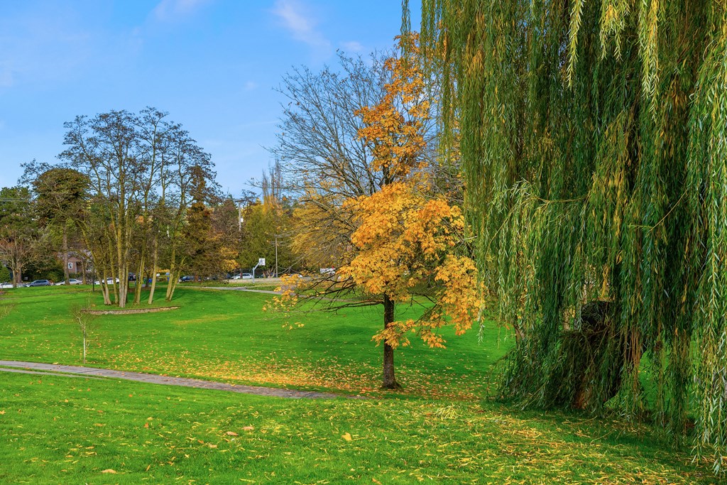 a tree with yellow leaves in a park