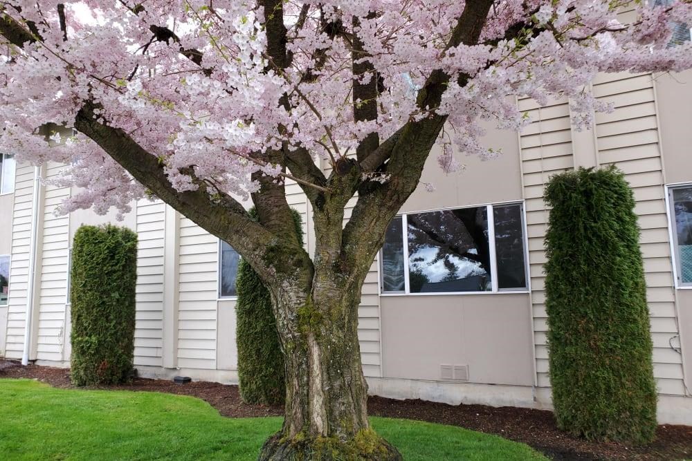 a tree with pink flowers in front of a house