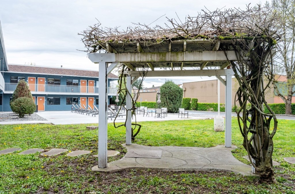 A white pergola with vines growing on top is situated in a grassy area with a building in the background.