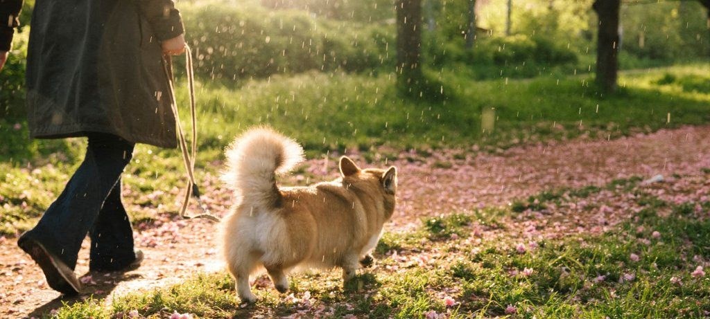A small dog is walking on a leash with a person.