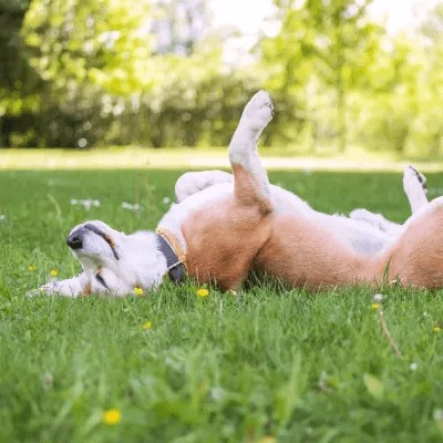 A dog is lying on its back in the grass.