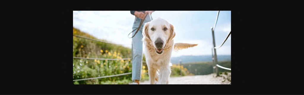 a person walking a dog on a leash