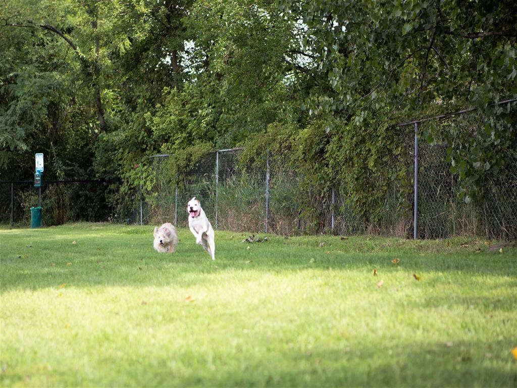 a dog chasing a ball in a field