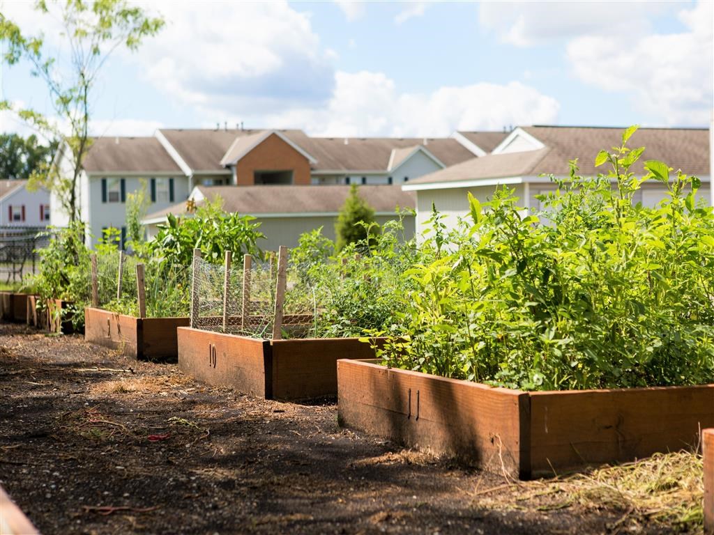 a vegetable garden in a yard with a house in the background