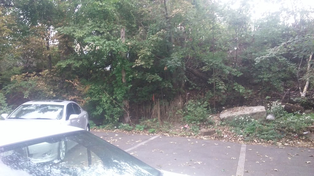 a car parked in a parking lot next to a forest