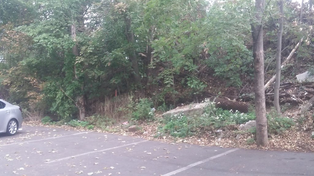 a car parked in a parking lot next to a forest