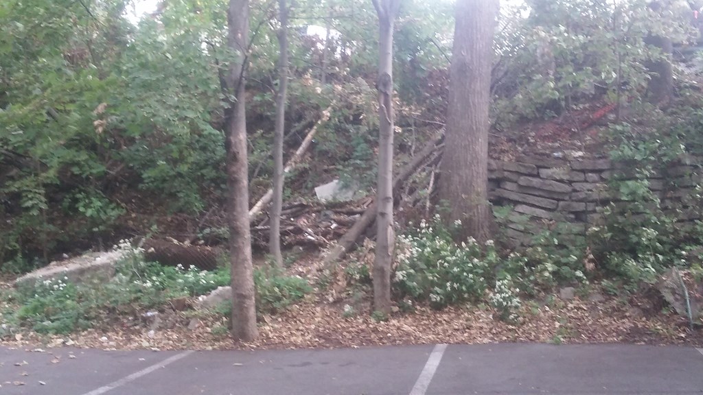a fallen tree in the woods next to a stone wall