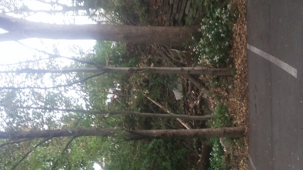 a fallen tree in the woods next to a road