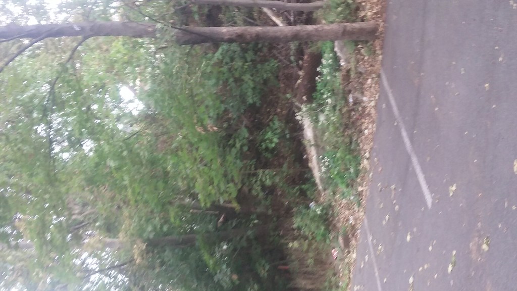 a tree with moss growing on it next to a road