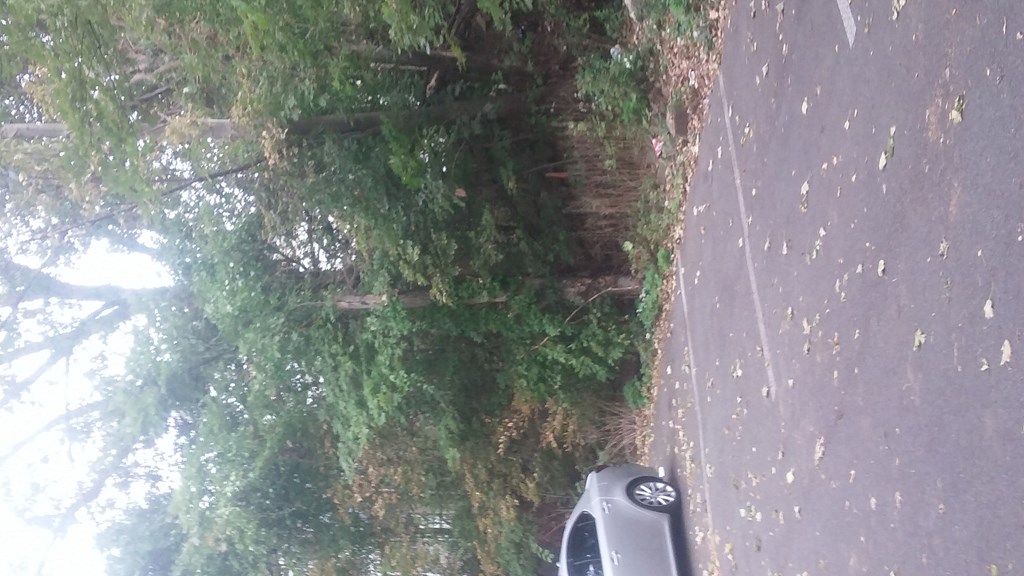 a car driving down a street next to a tree