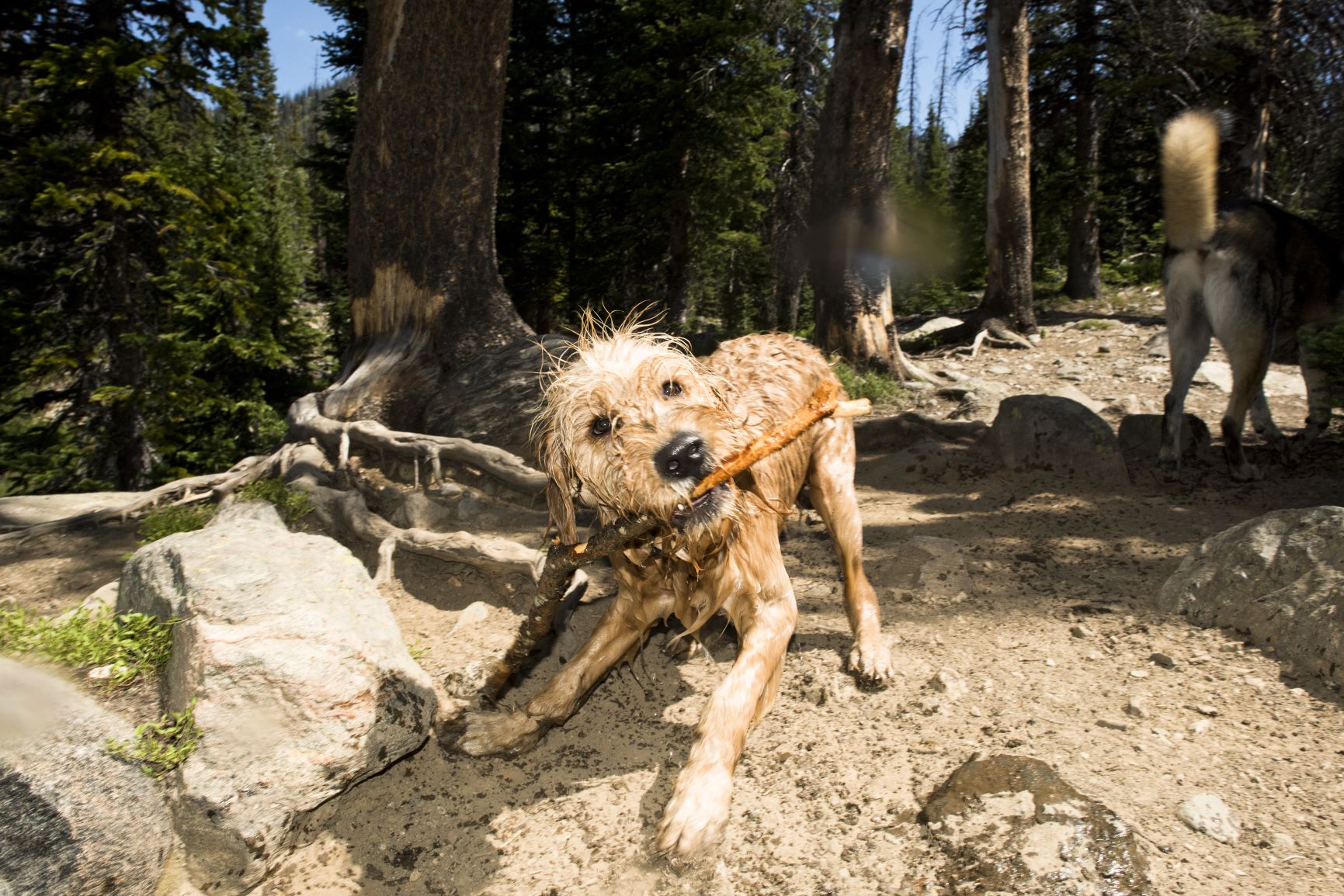 Dog Park at Dream Island, Steamboat Springs, CO