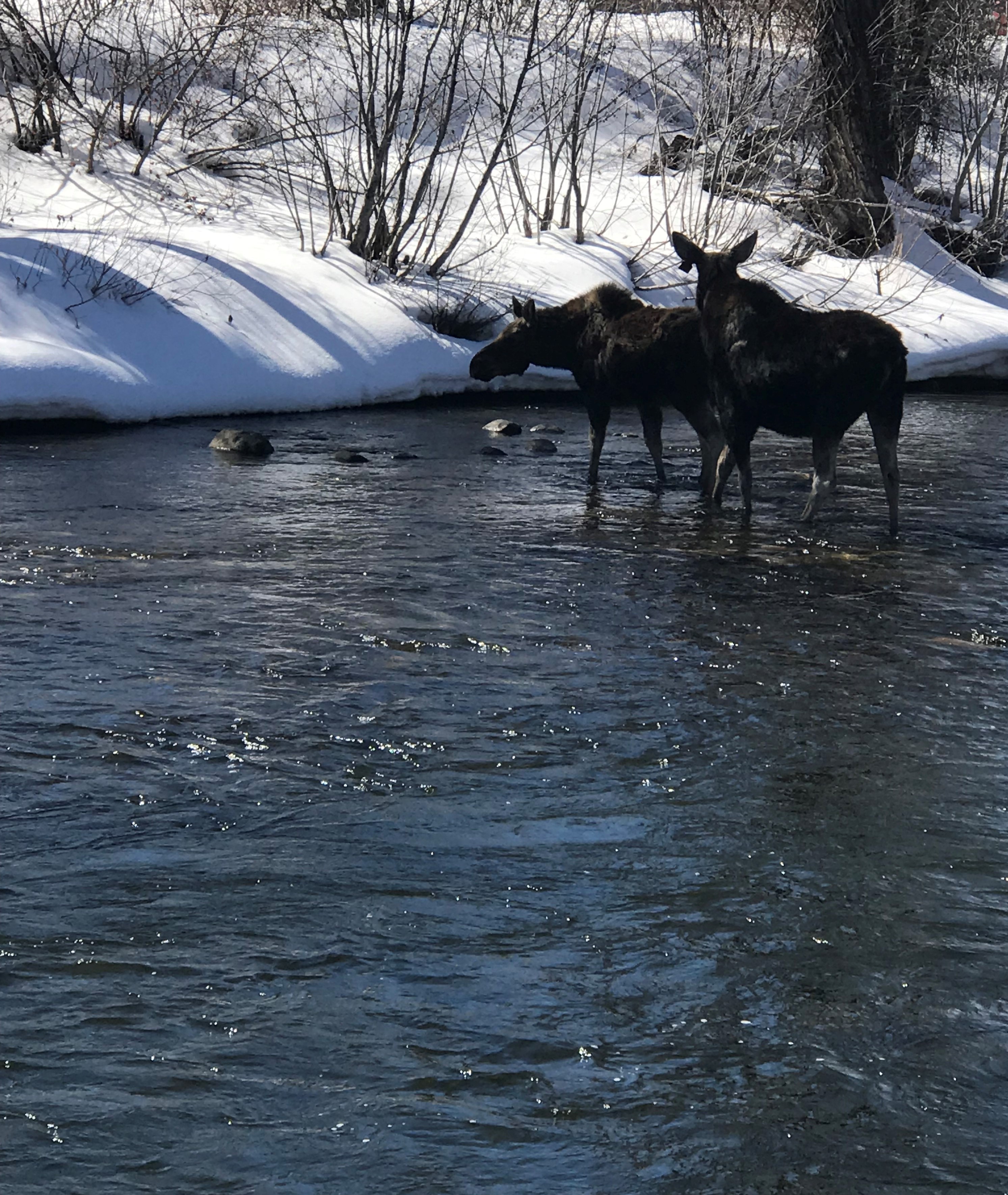 Moose in the Yampa, outside your backyard patio. at Dream Island, Steamboat Springs, 80487