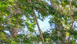 The Retreat Apartments In Walnut Creek Ca