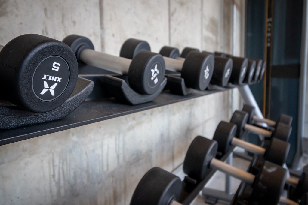 a row of dumbbells on a shelf in a gym